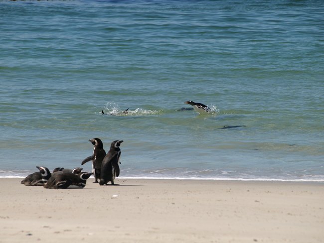 ../../Pictures/241209/097 Gentoo.JPG